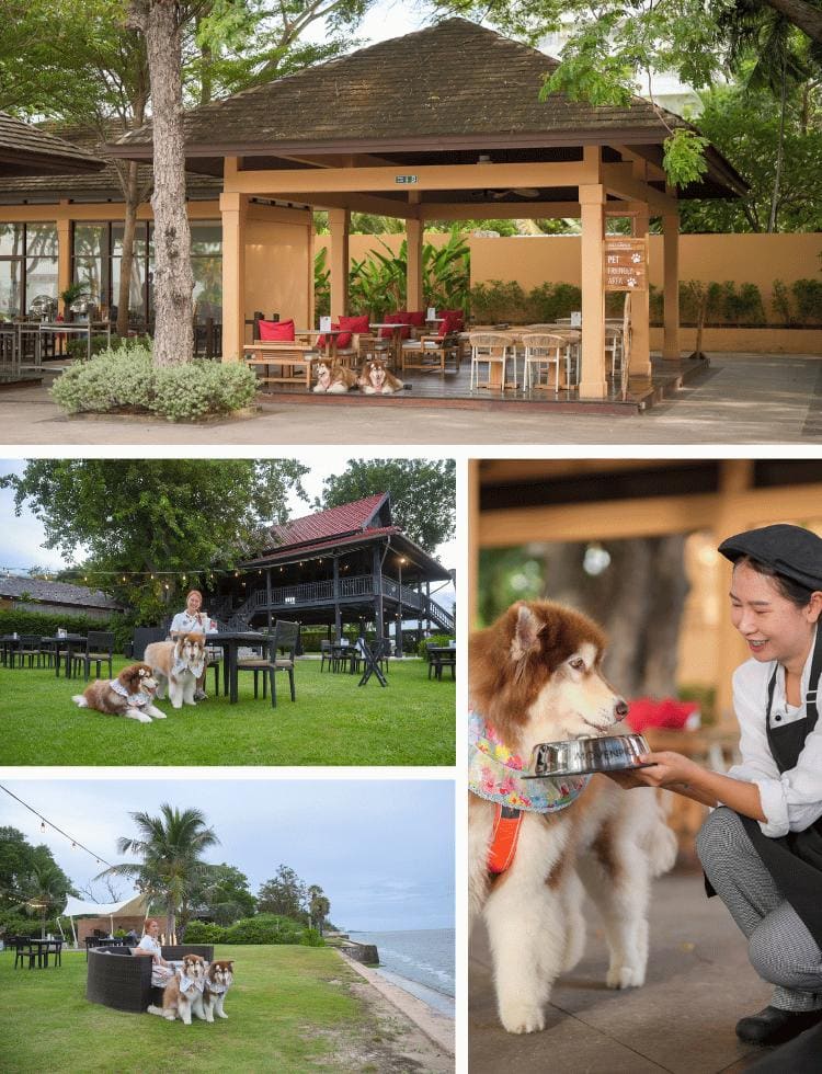 pet-friendly restaurant in hua hin