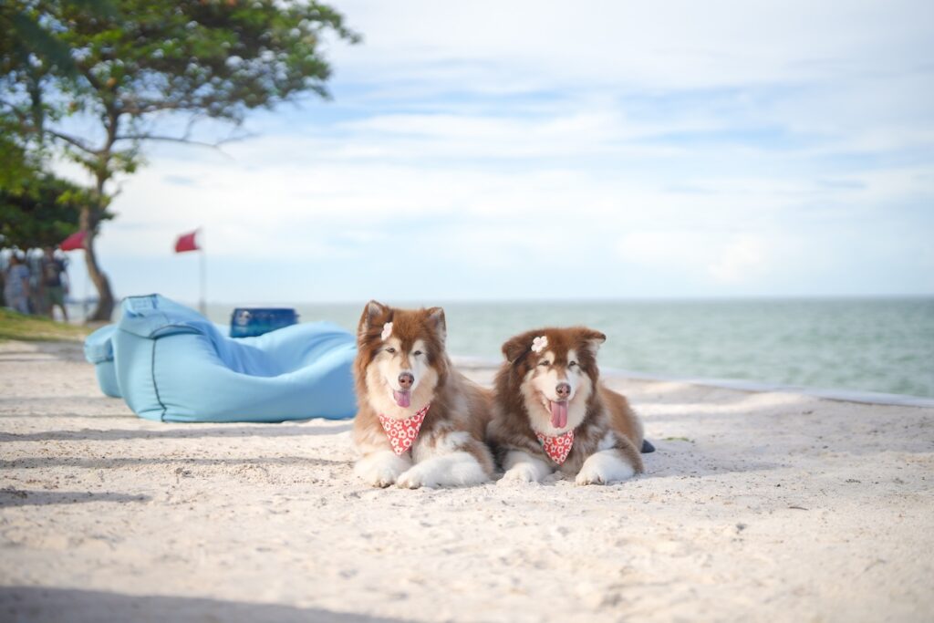 pet friendly resort hua hin